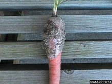 Carrot Southern blight Althelia rolfsii