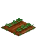 Zucchini 33