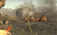 Giant ant fnv
