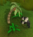 Gettingredbanana.png