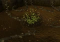 Tchikinutbush.png