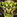 IconSmall DireOrc