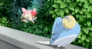 Pepe Capturing Pi-chan