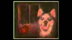 Smiledog