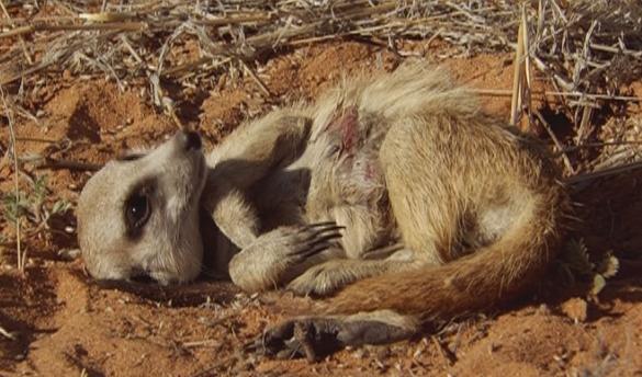 http://images2.wikia.nocookie.net/__cb20100820015040/meerkats/images/3/3b/Lola_injured.jpg