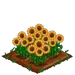Sunflower 100