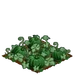 Green Pumpkins 100