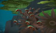 Vash fish
