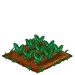Spinach 66
