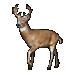 White Tailed Deer
