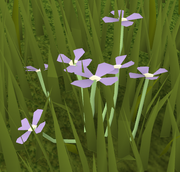 Stinkbloom (plant)