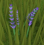 Lavender (plant)