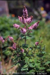 Apple mint Bolting