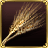 Barley