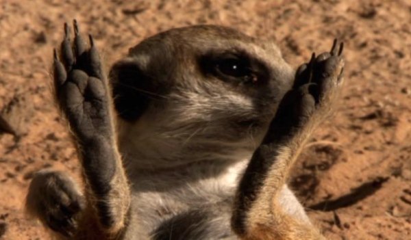 http://images2.wikia.nocookie.net/__cb20100828065209/meerkats/images/6/61/Axel_babysiting2.jpg