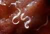 Parasites-wiki.png
