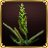 Common Grass