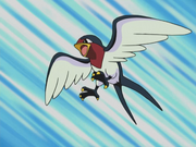 Ash Taillow