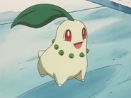 Ash Chikorita