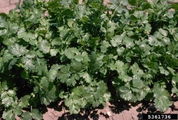 Coriander