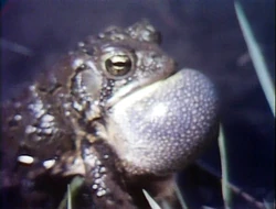 2776FrogFilm