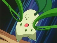 EP148 Chikorita sufriendo contador
