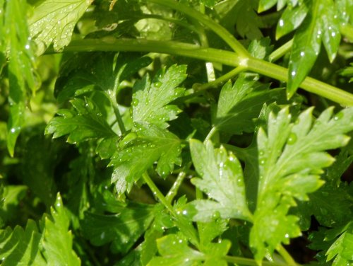 parsley leaf