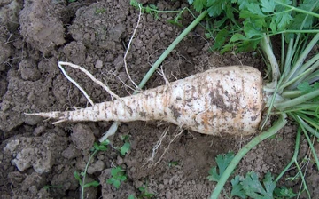 Parsley Root parsley