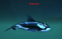 Blubbergut (Cataclysm)