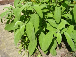 Sage Salvia officinalis