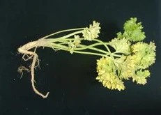 Parsley Phytophthora crown and root rot