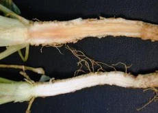 Parsley Phytophthora primulae