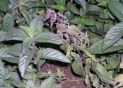 Mint Verticillium dahliae