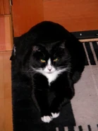 Katie laying