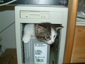 Computer cat