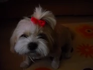 Bella love