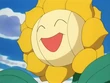 EP189 Sunflora