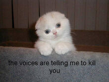 Kitty