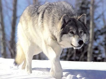 Gray-wolf