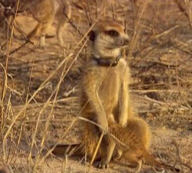 http://images2.wikia.nocookie.net/__cb20100912061420/meerkats/images/9/9c/Rocket_Dog_and_Axel.JPG