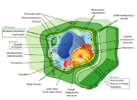 Plant cell structure