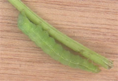 Carrot Silver y moth Autographa gamma Caterpillar.jpg