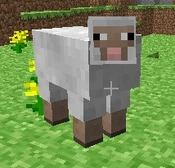 Sheep