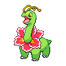Meganium NB hembra