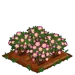 Dog Rose 100