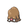 Piloswine NB hembra