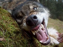 Snarling wolf.jpg