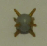 Prototypethornax