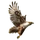 Item galapagoshawk 01