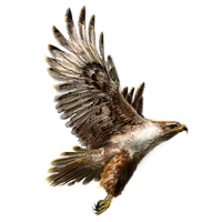 Huge item galapagoshawk 01.png